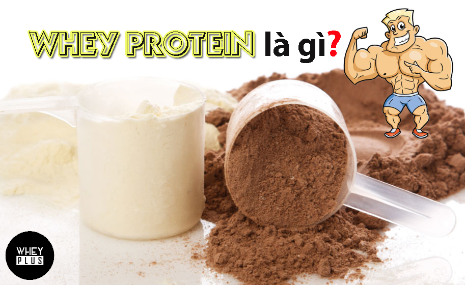 Whey protein là gì? WheyPlus